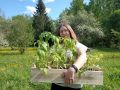 Секреты успешной посадки томатов в теплицу
