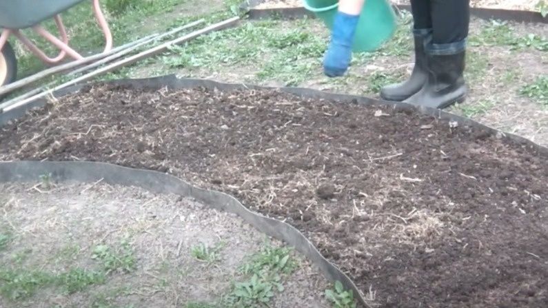 Осенний эксперимент с посевной гречихой: как изменилась почва к весне