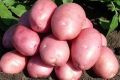 Картофель Балтик Роуз: новый фаворит огородников