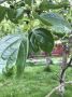 Советы по борьбе с черной пятнистостью хурмы