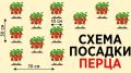 Как правильно посадить перец: секреты агрономии для успешного урожая