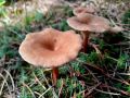 Июль щедр на дары. В лесах нашей области сейчас настоящее раздолье: земляника раскраснелась на солнечных полянах, а после тёплых дождей один за другим поднимаются крепкие белые, подберезовики и липкие маслята