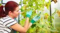 Удивительная аптечная подкормка: как огурцы цветут даже в августе