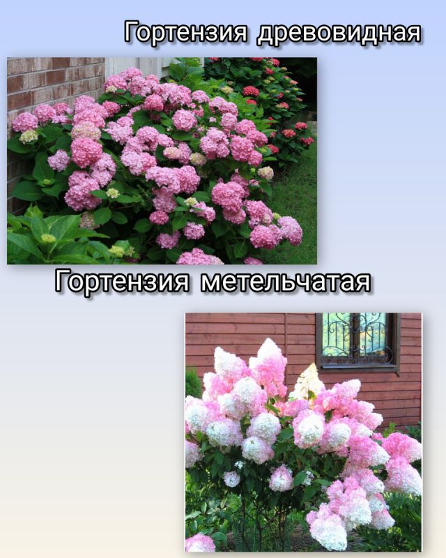 Гортензия: секреты безупречной посадки и ухода для яркого цветения