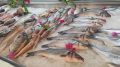 Цены на морепродукты в ДФО: где найти самые выгодные предложения