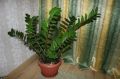 Покорение домашних пространств: замиокулькас и его тайны ухода