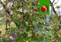 Как подготовить клематисы к зиме для пышного цветения весной