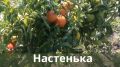 Томаты для ленивых: 5 неприхотливых сортов, которые легко выращивать