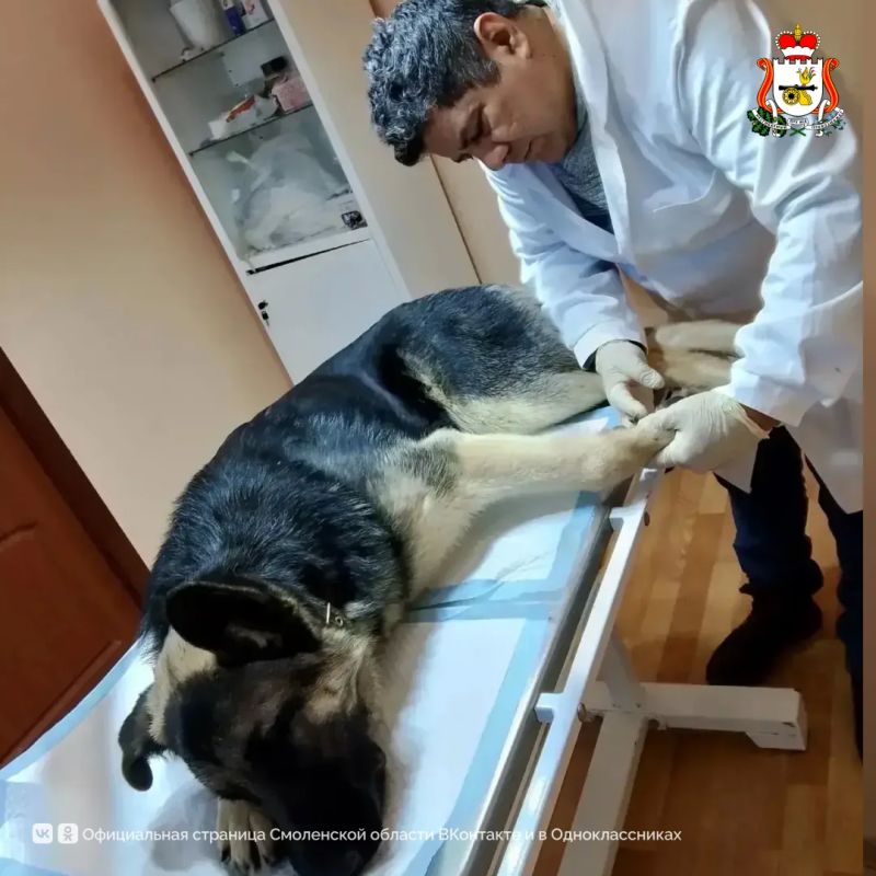 С Днём ветеринарного работника! С Днём ветеринарного работника!