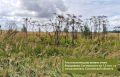 На 42 участках в Смоленской области обнаружили заросли борщевика