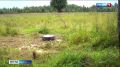 В Смоленском Поозерье куницы внезапно вышли к солонцу днем