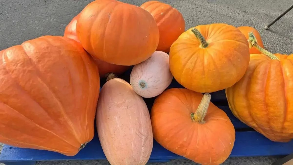 На Смоленщине прошли сельскохозяйственные ярмарки На Смоленщине прошли сельскохозяйственные ярмарки
