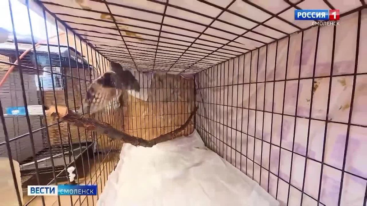 4 октября отмечается Всемирный день защиты животных