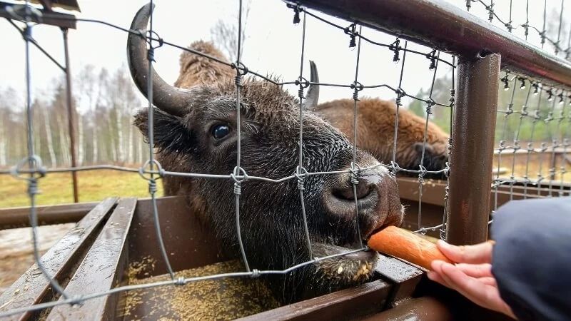 В нацпарке «Смоленское Поозерье» скорректируют время посещения туристических объектов