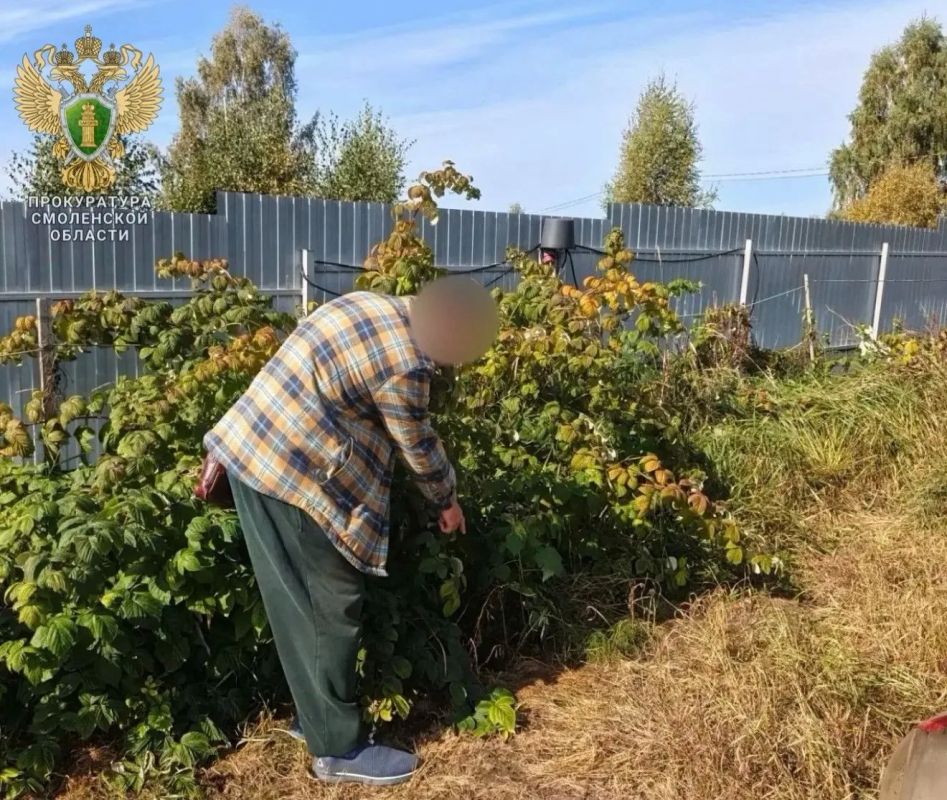 Смолянин вырастил на участке более 3 килограммов каннабиса Смолянин вырастил на участке более 3 килограммов каннабиса