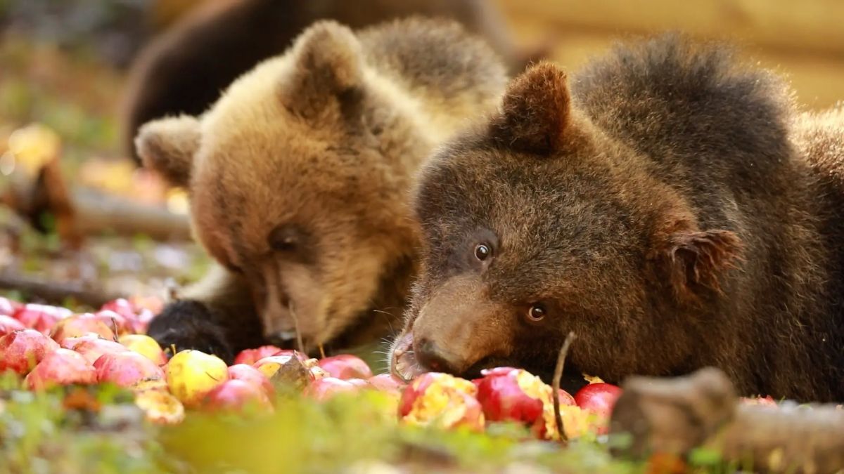 Медвежата Карамелька, Коврижка, Плюшка, Сима, Сёма и Серафим держатся наравне с «коллегами» из Большой Шестёрки: с аппетитом лакомятся яблоками и не забывают про сон Медвежата Карамелька, Коврижка, Плюшка, Сима, Сёма и Серафим держатся наравне с «коллегами» из Большой Шестёрки: с аппетитом лакомятся яблоками и не забывают про сон