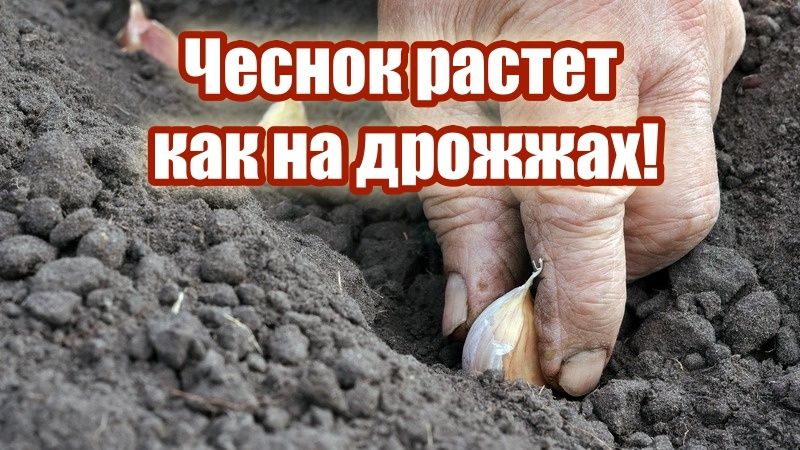 Как ранняя посадка чеснока приносит впечатляющие результаты