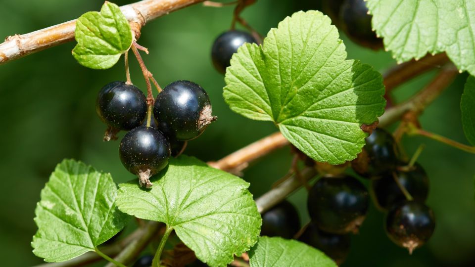 Урожай черной смородины не пропадет: сделайте из него эту вкуснятину
