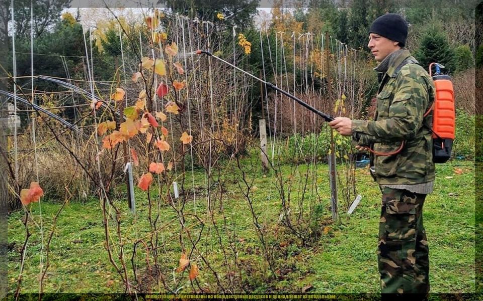 Эффективные осенние обработки сада: как защитить растения от болезней и вредителей