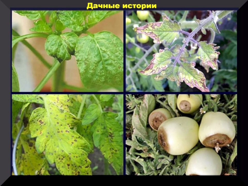 Вершинная гниль: как защитить свои томаты и перцы от этого опасного недуга