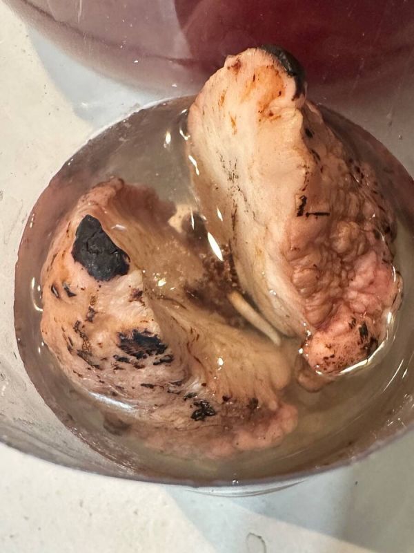 Авокадо из Шри-Ланки начало развиваться спустя два месяца