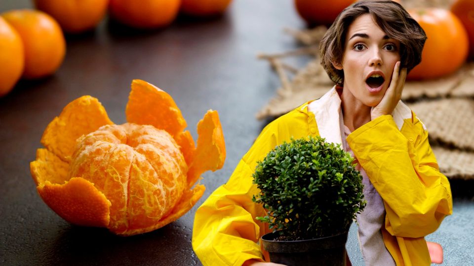 Кожуру от цитрусов теперь не выбрасываем: цветы будут расти как на дрожжах после такой подкормки