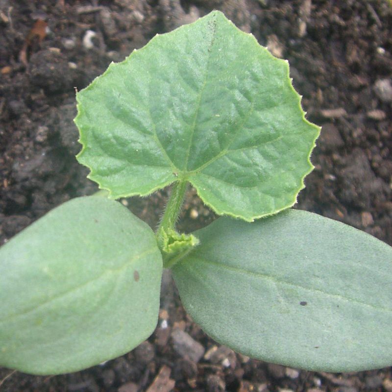 Ошибки при посадке огурцов: как расстояние влияет на урожай