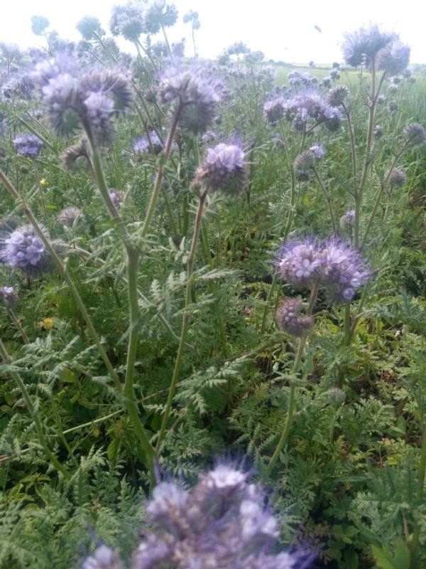 Фацелия: королева медоносных растений для пасек