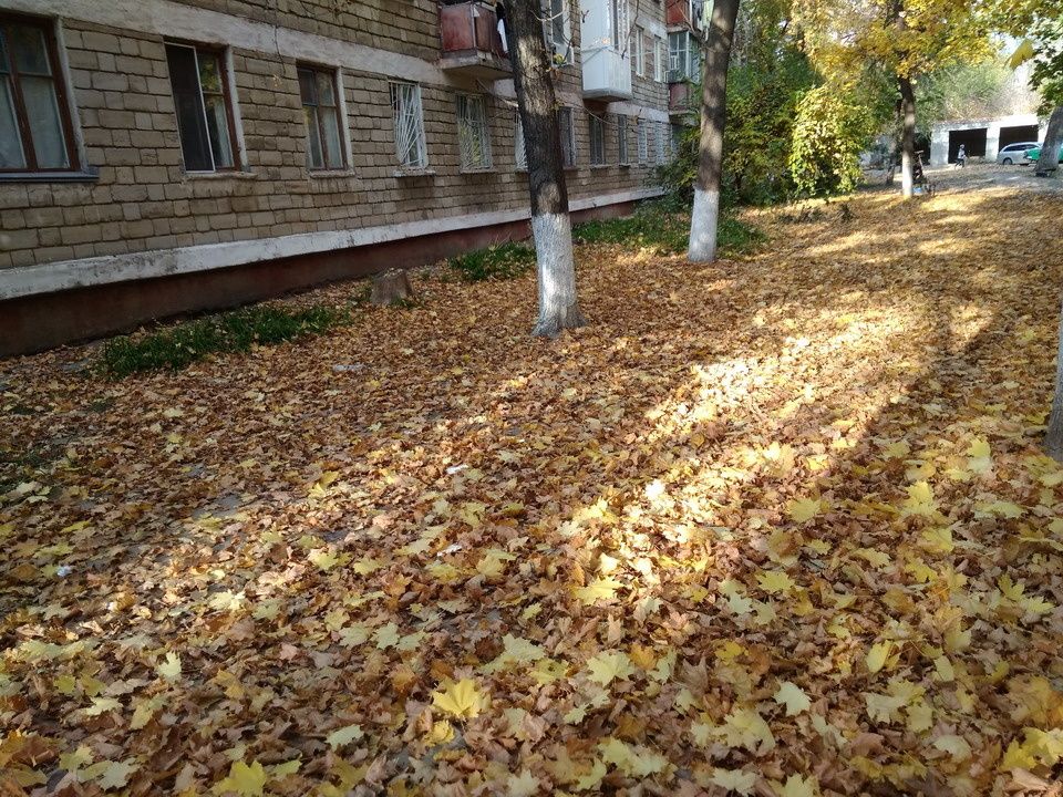 Новые правила уборки листвы: ответственность управляющих компаний и жильцов