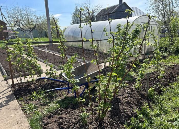 Отходы или ценность? Как опавшие листья могут преобразить ваш сад