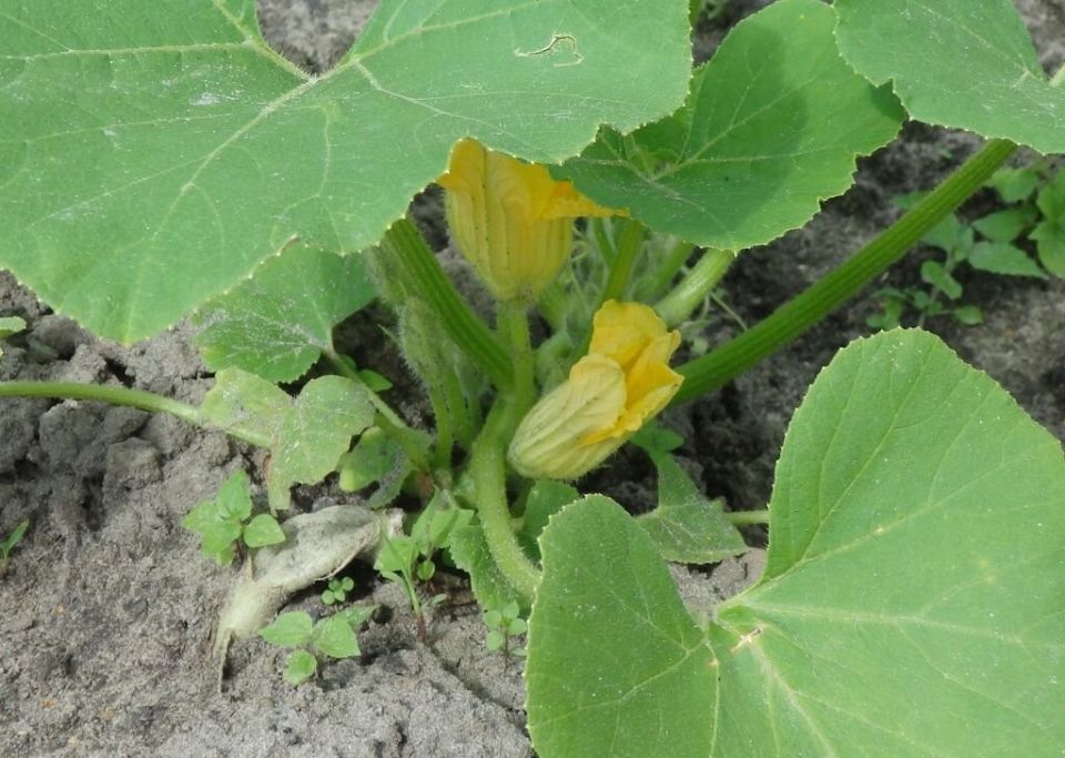 Не оставляйте пустоцветы: советы по правильному выращиванию кабачков