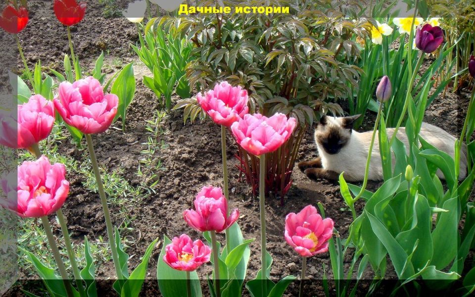 Советы по уходу за тюльпанами после цветения