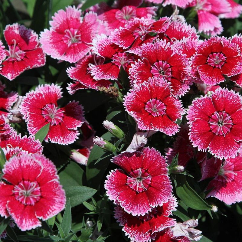 Почему ваши гвоздики могут погибнуть: распространенные ошибки садоводов