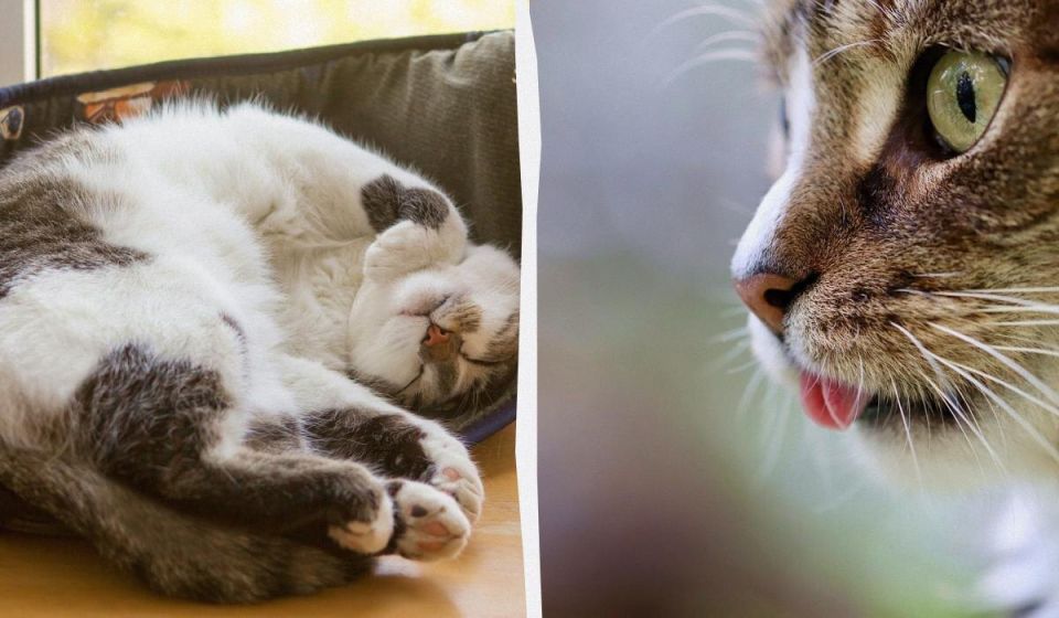 Почему кошки трутся об углы: интересные факты и причины