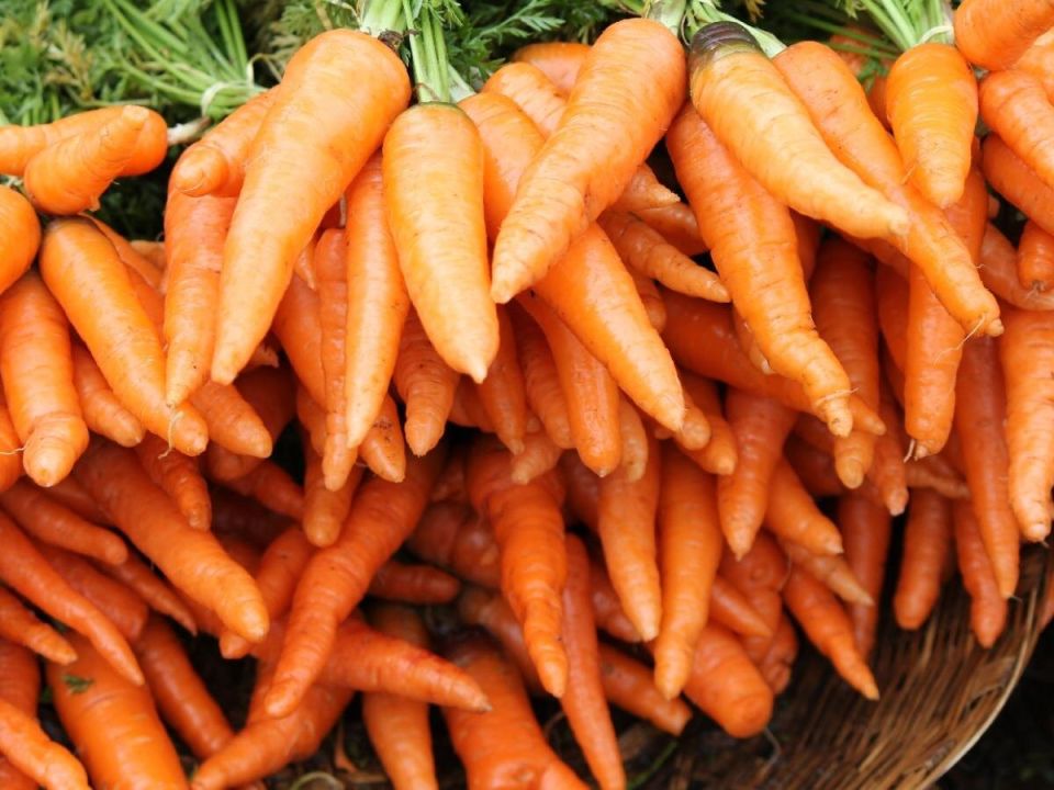 Секреты подзимнего посева моркови