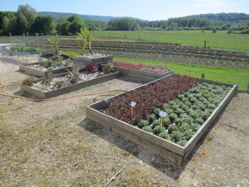 Секреты сульфата магния: как увеличить урожай овощей и сделать ваши грядки более плодородными