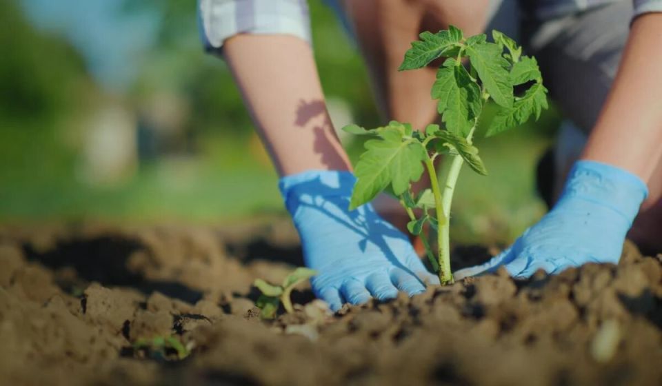 Как вырастить томаты без химии: секреты успешного урожая