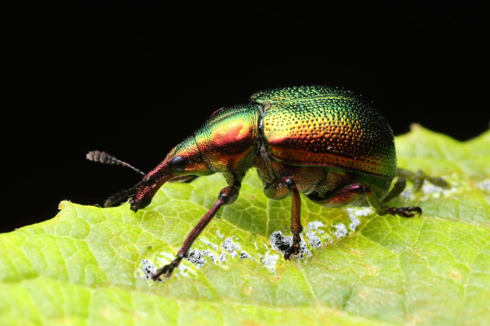 Неуловимые вишневые долгоносики: как защитить свои растения