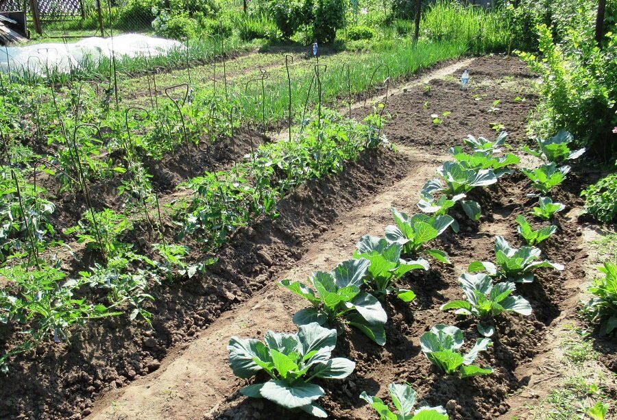 Грядки для вашего огорода: какие из них принесут максимум урожая?