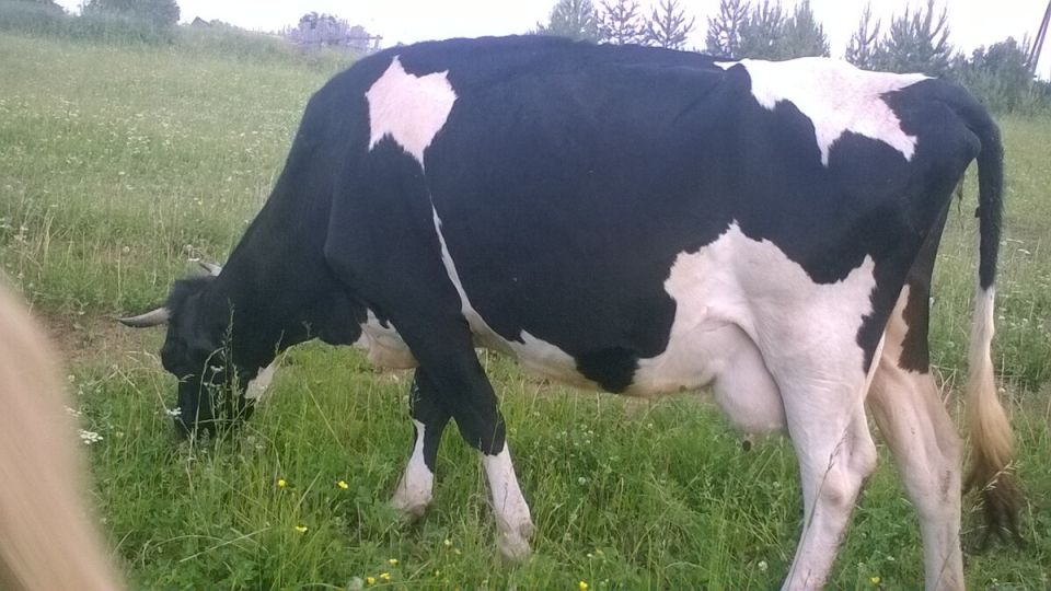 Черно-пестрые коровы: идеальный выбор для вашего подворья