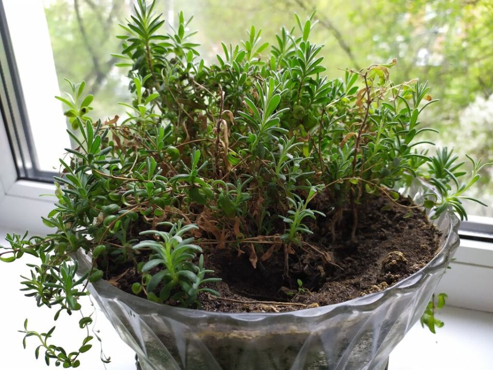 Лаванда в горшке: ключ к уюту и ароматам в вашем доме