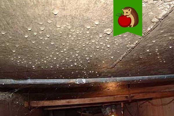 Проблема конденсата на потолке погреба: причины и решения