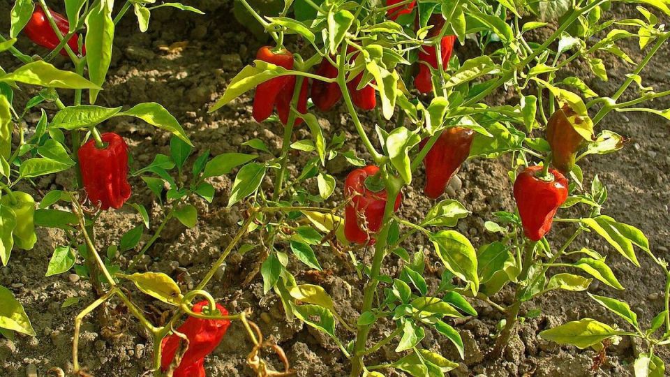 Защита рассады перца от тли: что нужно знать