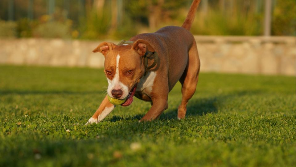 Неожиданное решение суда: как дворняжка привела к моральной компенсации