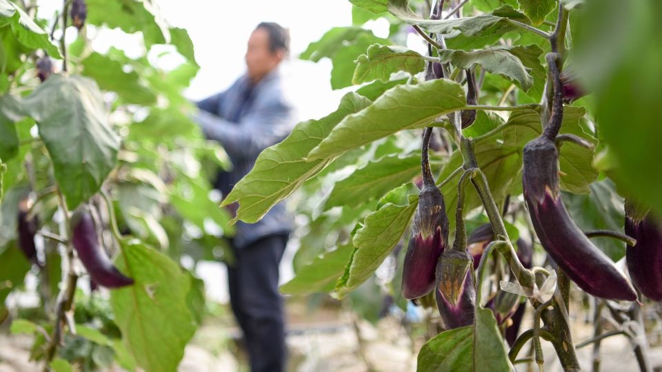 Паутинный клещ даже не приблизится к баклажанам: поможет особый способ полива