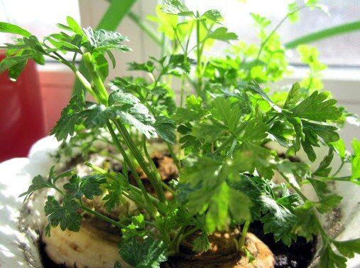 Сельдерей на подоконнике: как вырастить свежую зелень зимой без семян