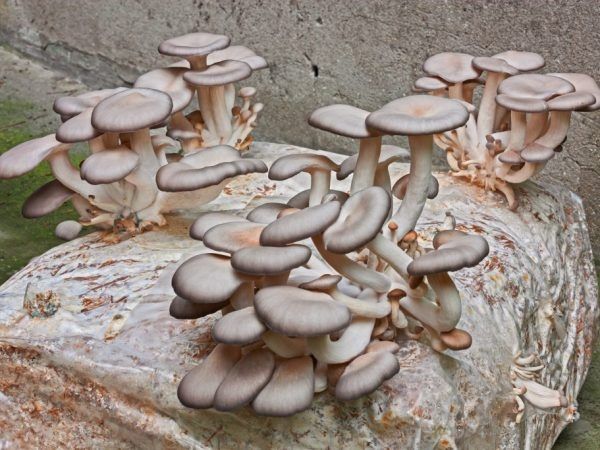 Грибы-убийцы: тайны тропической охоты в мире грибов