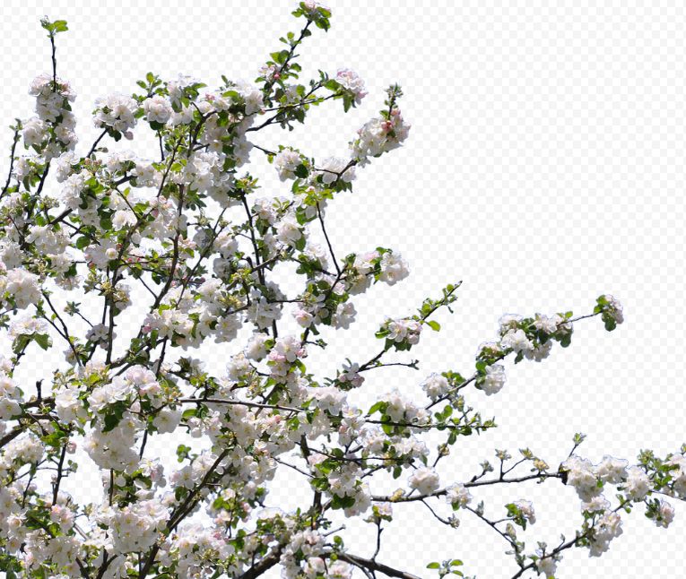 Необычный способ предсказать урожай: как ветки деревьев могут рассказать о будущем