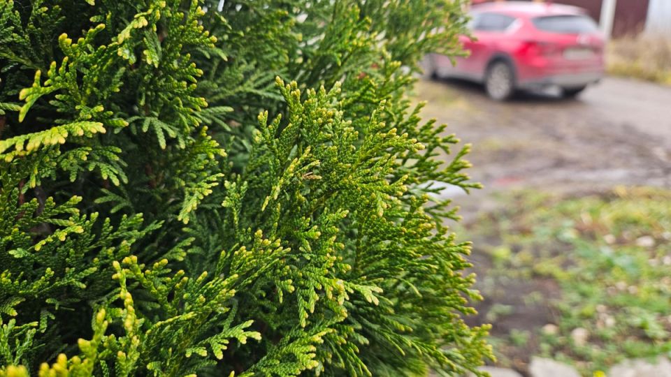 Почему влагозарядный полив может навредить вашему саду