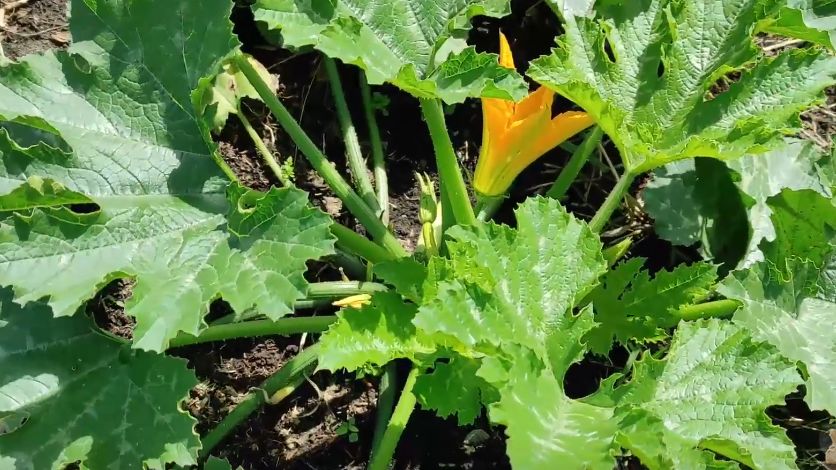 Как простой метод пасынкования может спасти урожай кабачков от пустоцветов